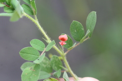 Indigofera glabra